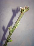 plante 7 bis.JPG
