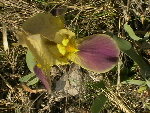 IMGA0290.JPG