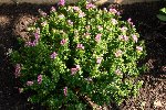 IMG_1003.JPG