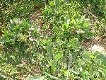 DSC02789.JPG