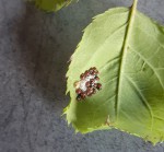 Oeufs sous feuille de rosier