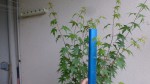 P1090880-min.JPG