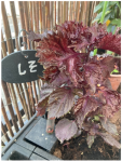 shiso.png