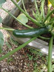 Courgette verte-1.jpg