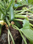 Courgette verte-2.jpg