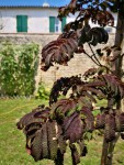 Albizia Feuilles.jpg