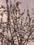 jardinIMGP6356.jpg