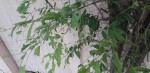 glycine.jpg
