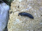 photo bebetes du jardin 006~1.jpg