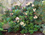 Rhododendron-1.jpg