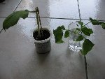 2 futurs plants ?