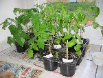Plants