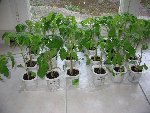 Plants