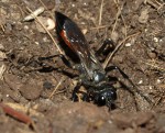 Ammophila sabulosa 1.JPG