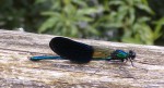 Calopteryx virgo.JPG