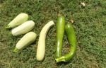 courgettes récolte du 17 7.jpg