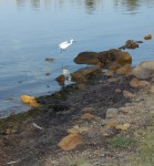 Aigrette garzette.jpg