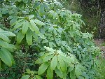 photo15.jpg