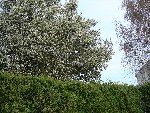 photo19a.jpg