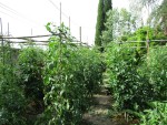 tuteurs cages tomates.JPG