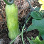 IMG_2585.jpeg