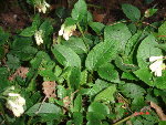 consoude 13.03.09 028.jpg