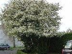 arbre19a.jpg
