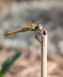 LIB 1 Sympetrum  femelle.JPG