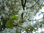 arbre19b.jpg
