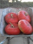 courge1.jpg