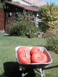 courge2.jpg