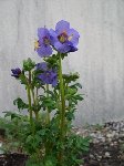 fleur.JPG