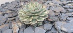 Cactus artichaud.jpg