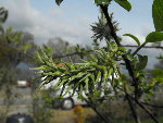 2009_0411fleurs0014.JPG