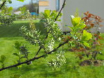 2009_0411fleurs0012.JPG
