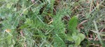 carrottes2a.jpg