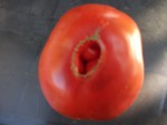 ombilic tomate hybridée.jpg