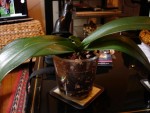 DSC00150.JPG