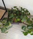 pilea 1.jpg