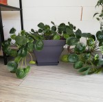 pilea 2.jpg