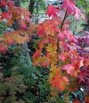 acer-pseudosieb-tak_231107a.jpg