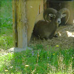mouflon.jpg