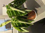 IMG_2304.jpeg