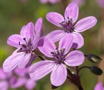 Erodium cicutarium 3 1.JPG