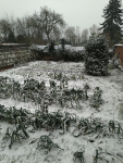 IMG_20231203_120149 potager d'hiver.png