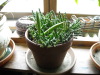 plante maison2.jpg