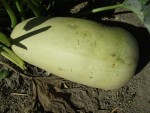 Courgette du Liban pollinisée.jpg