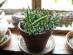 plante maison3.jpg