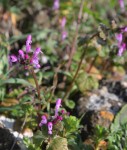 Lamium amplexicaule.JPG