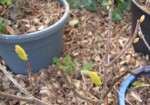 acer-tataricum_Bauchery_240212a.jpg